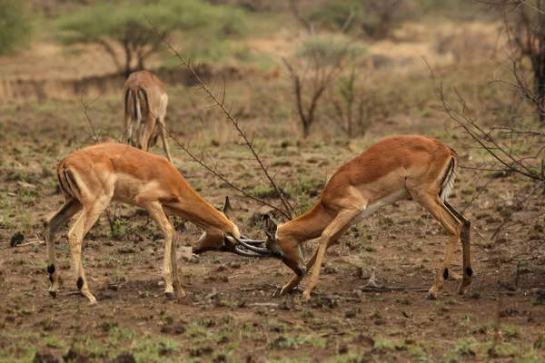 Dois Impalas Aepyceros Melampus Machos Lutando Reserva Jogo Pilanesberg Impalas — Fotografia de Stock