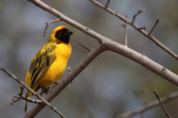 Tisserand Masqué Sud Tisserand Masqué Africain Ploceus Velatus Assis Dans — Photo