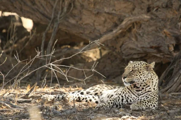 African Leopard Panthera Pardus Pardus Hunt Death Wildebeest Dry Sand — Stock Photo, Image