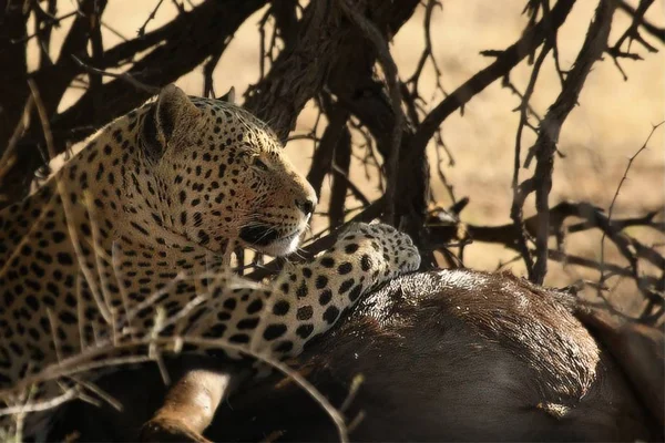 African Leopard Panthera Pardus Pardus Hunt Death Wildebeest Dry Sand — Stock Photo, Image