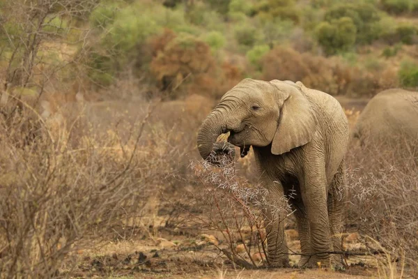 Elefante Arbusto Africano Loxodonta Africana Arbusto Seco Bajo Sol Mañana — Foto de Stock