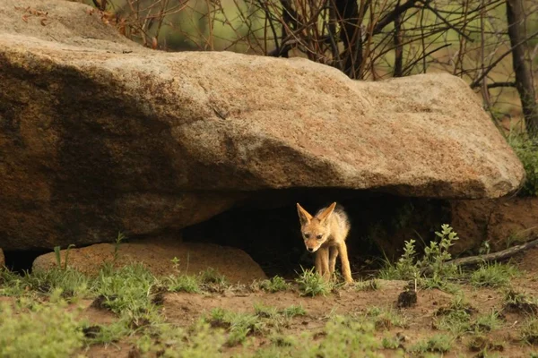 Black Backed Jackal Canis Mesomelas Puppies Playing Dry Grass Morning — Stock Photo, Image