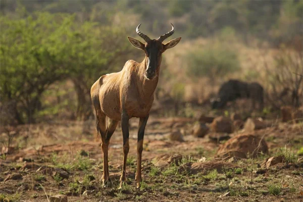 Tsessebe Damaliscus Lunatus Hospedado Prados Com Árvores Secas Fundo Antelope — Fotografia de Stock