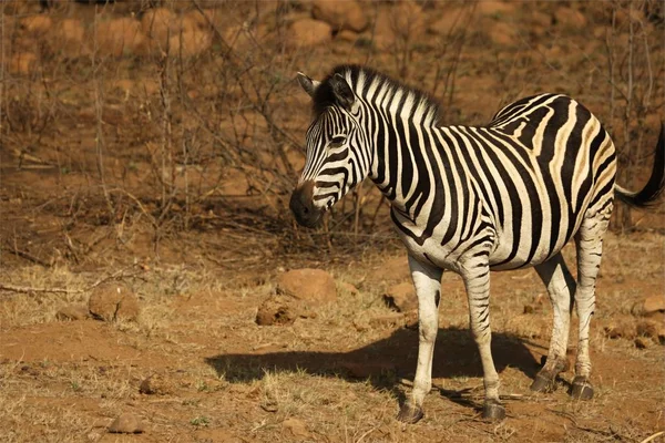 Retrato Burchells Zebra Equus Quagga Burchelli Con Fondo Verde —  Fotos de Stock