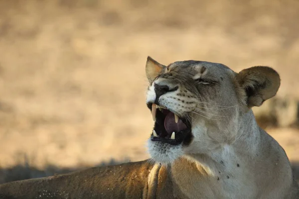 Lioness Panthera Leo Στην Έρημο Καλαχάρι Και Ψάχνει Για Υπόλοιπο — Φωτογραφία Αρχείου