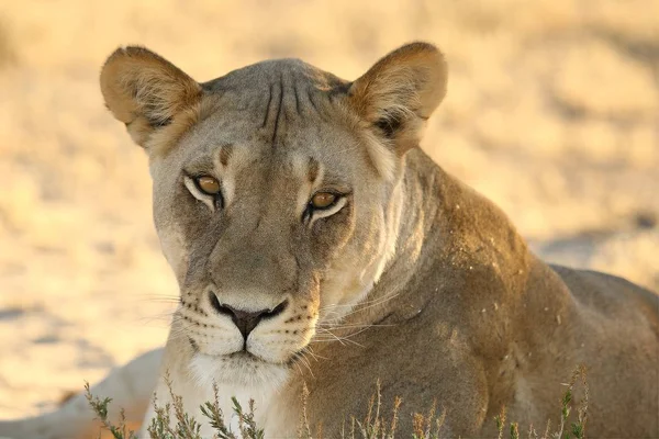 Leoa Panthera Leo Deserto Kalahari Procurando Resto Seu Orgulho Sol — Fotografia de Stock