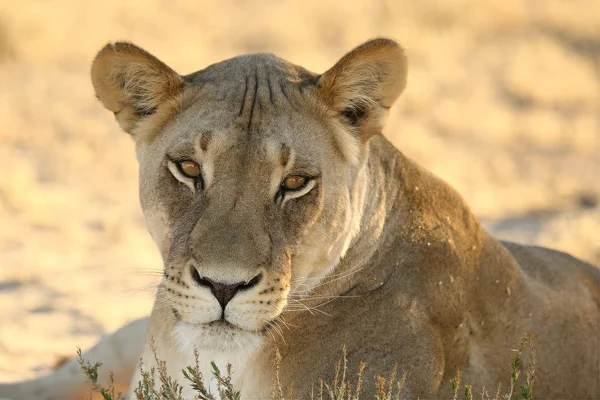 Oroszlán Panthera Leo Kalahári Sivatagban Keresi Maradék Büszkeségét Reggeli Napsütésben — Stock Fotó