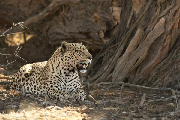 Afrika leoparı (Panthera pardus pardus) Kalahari çölündeki kuru kumda ölüm antiloplarıyla avlandıktan sonra. Leopar Kalahari gölgesinde dinleniyor..