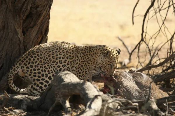 Leopardo Africano Panthera Pardus Pardus Dopo Caccia Con Morte Gnu — Foto Stock