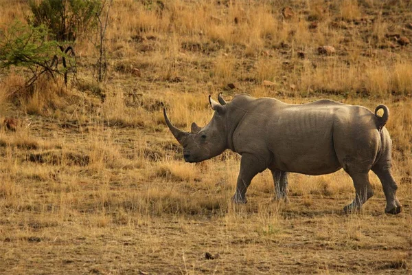 Rhinocéros Blanc Rhinocéros Ceratotherium Simum Restant Dans Les Prairies Avec — Photo
