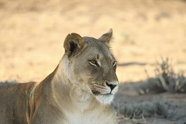 Oroszlán Panthera Leo Kalahári Sivatagban Keresi Maradék Büszkeségét Reggeli Napsütésben — Stock Fotó