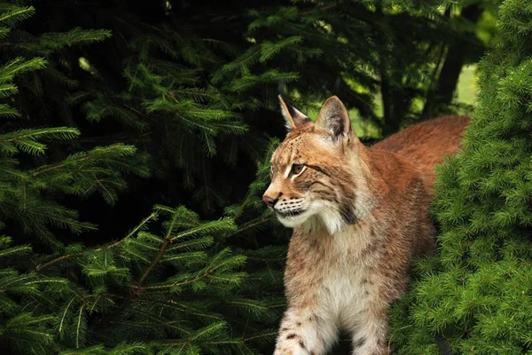 欧亚山猫 Lynx Lynx 住在森林前面 有绿色背景的年轻男性 晨阳下的Lynx肖像 — 图库照片