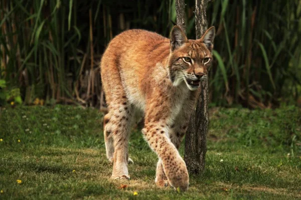 Євразійська Рись Lynx Lynx Залишається Перед Лісом Молодий Чоловік Зеленим — стокове фото