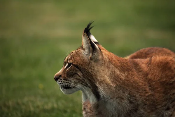 Euroasijský Rys Lynx Lynx Který Drží Před Lesem Mladý Muž — Stock fotografie