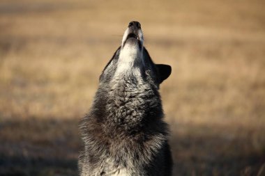 Bir Kuzey Amerika kurdu (Canis lupus) ormanın önündeki kuru çimlerde kalıyor. Sakin, siyah ve büyük Kuzey Amerika kurt erkeği. Uluyan siyah kurt erkek.