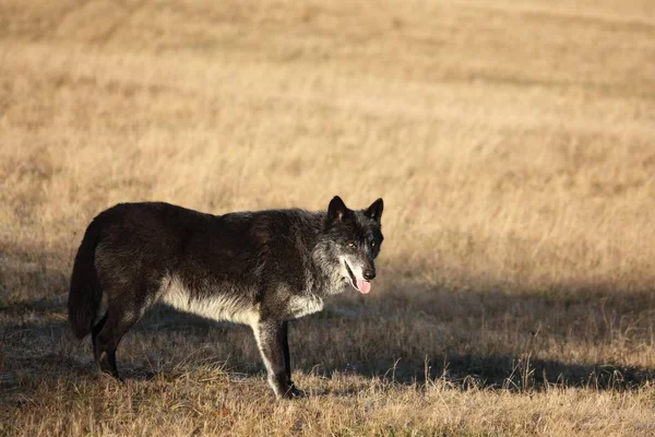 A north american wolf (Canis lupus) staying in the gold dry grass in front of the forest. Calm, black and big north american wolf male.