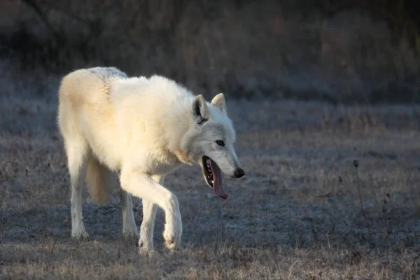 Loup Arctique Canis Lupus Arctos Restant Dans Herbe Sèche Devant — Photo