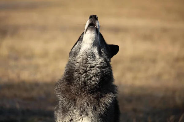 Bir Kuzey Amerika kurdu (Canis lupus) ormanın önündeki kuru çimlerde kalıyor. Sakin, siyah ve büyük Kuzey Amerika kurt erkeği. Uluyan siyah kurt erkek.