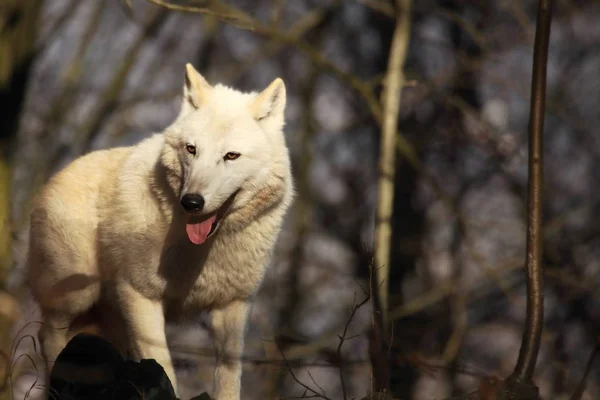 Arctic Wolf Canis Lupus Arctos Staying Dry Grass Front Forest — Stock Photo, Image