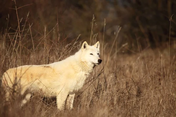Arctic Wolf Canis Lupus Arctos Staying Dry Grass Front Forest — Stock Photo, Image