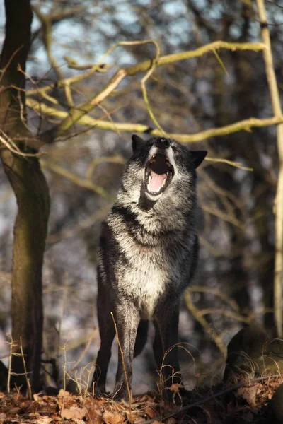 Північноамериканський Вовк Canis Lupus Залишається Сухій Траві Перед Лісом Спокійний — стокове фото