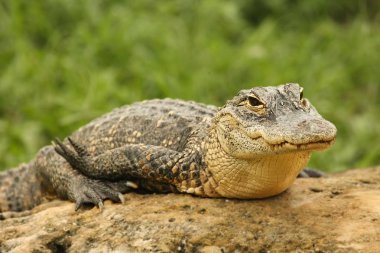 Amerikan timsahı (Timsah Missippiensis) taşın üzerinde dinleniyor. Florida Everglades Ulusal Parkı 'nda yeşil geçmişi olan Amerika timsahı..
