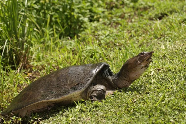 Everglades Ulusal Parkı 'nda, yumuşak kabuklu kaplumbağa (