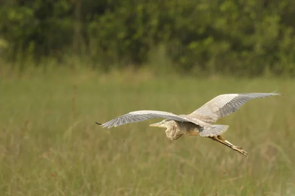 A Great Blue Heron (Ardea Herodias) flying over the grassland in Everglades national park. Flying Great Blue Heron with green background.