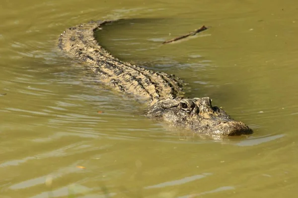 Amerikan timsahı (Timsah Missipiensis) suda dinleniyor. Amerika timsahı Florida Everglades Ulusal Parkı 'nda bir nehirde yüzüyor..