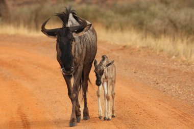 Afrika bufalosu ya da bufalo (Syncerus caffer) kafatası Afrika çalılarında. Buffaloların ölümü kapanacak.