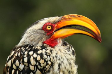 Pilanesberg doğal parkında (oyun rezervi) yeşil arka planlı Güney Sarı gagalı Hornbill (Tockus leucomelas) portresi.