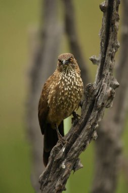 Pilanesberg oyun rezervinde (doğal park) ok işaretli Babbler (Turdoides jardineii), dala oturmuş yeşil ve kahverengi arkaplan ile doğrudan kameraya bakıyor.