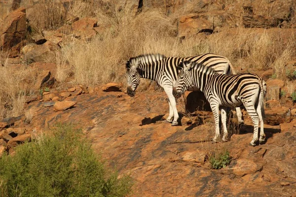 Duas Zebras Das Planícies Equus Quagga Anteriormente Equus Burchellii Zebra — Fotografia de Stock