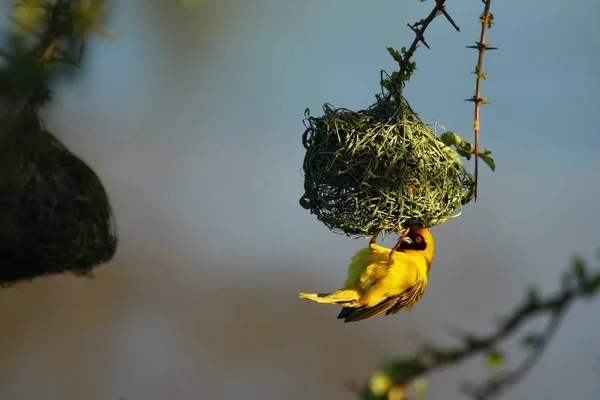 A southern masked weaver - African masked weaver (Ploceus velatus) building the nest. Weaver is hanging from the nest.