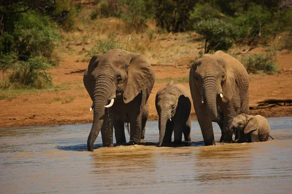 Africano Arbusto Elefante Grande Família Loxodonta Africana Água Potável Lago — Fotografia de Stock