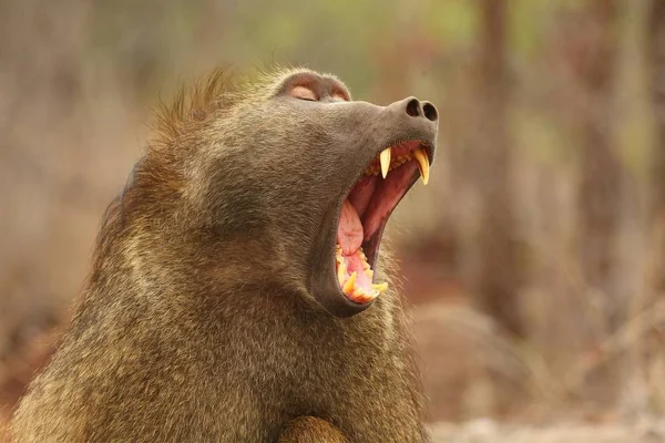Baboon Papio Ursinus Portrait Kruger Siting Straight Camera Open Mouth — Stock Photo, Image