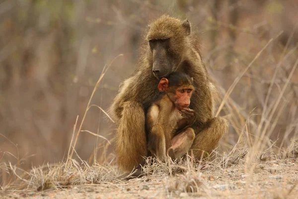 Baboon Papio Ursinus Mother Hugs Young Cute Baboon Baby Baboon — Stock Photo, Image