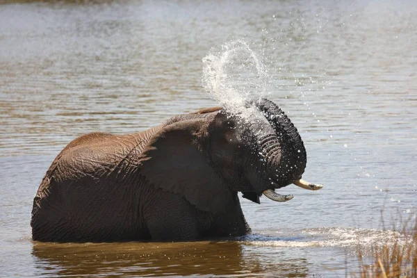 African Bush Elephant Loxodonta Africana Drinking Swimming Splashing Water Elephant — Stock Photo, Image