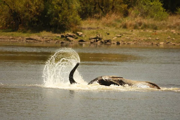 非洲丛林象 Loxodonta Africana 游泳和泼水 大象在水里 大象从树干上泼水 中弹吧 — 图库照片