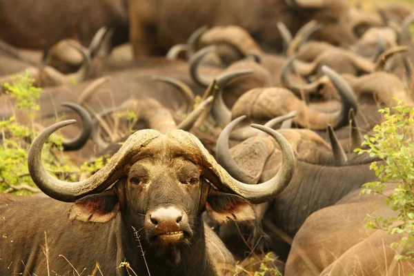 The African buffalo or Cape buffalo (Syncerus caffer) herd with strong bull on patrol.