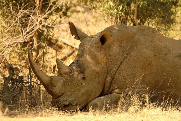 Der Schädel Des Afrikanischen Büffels Oder Kapbüffels Syncerus Caffer Afrikanischen — Stockfoto