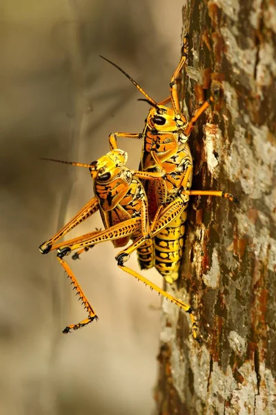 Der Schädel Des Afrikanischen Büffels Oder Kapbüffels Syncerus Caffer Afrikanischen — Stockfoto