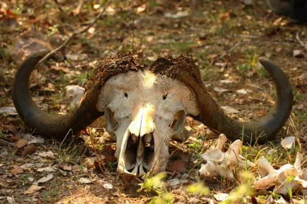 The African buffalo or Cape buffalo (Syncerus caffer) skull in the african bush. Buffalos death up to close.