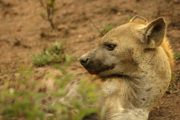 Kiszúrt Hiéna Crocuta Crocuta Nevető Hiéna Fekszik Homokban Hyena Anya — Stock Fotó