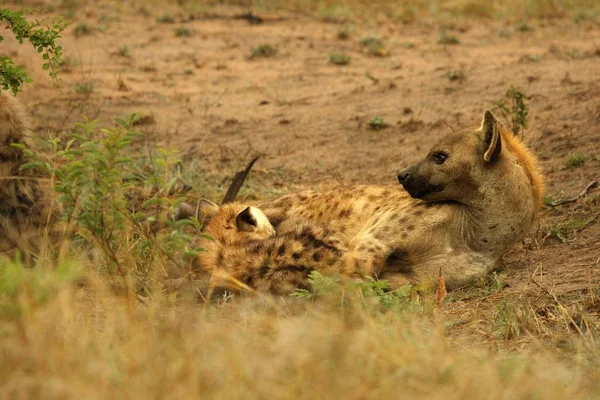 Hyène Tachetée Crocuta Crocuta Hyène Riante Couchée Dans Sable Hyena — Photo
