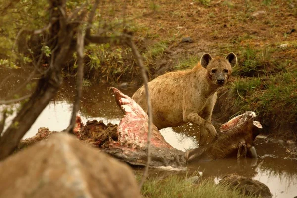 Gevlekte Hyena Crocuta Crocuta Lachhyena Ligt Het Zand Hyena Moeder — Stockfoto