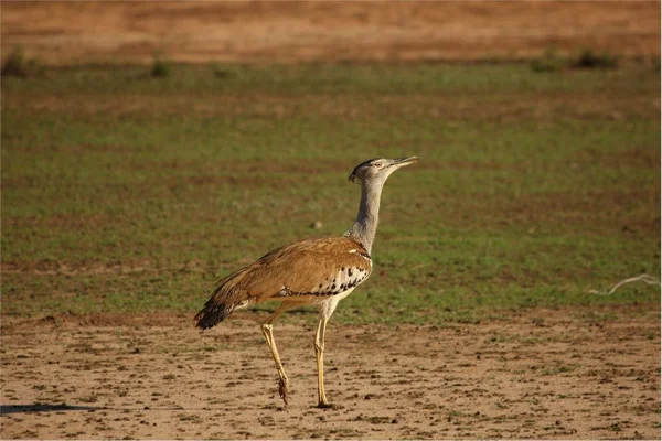 Kori Bustard Ardeotis Kori Kalahari Çölünde Kırmızı Sıcak Kumda Yürüyor — Stok fotoğraf