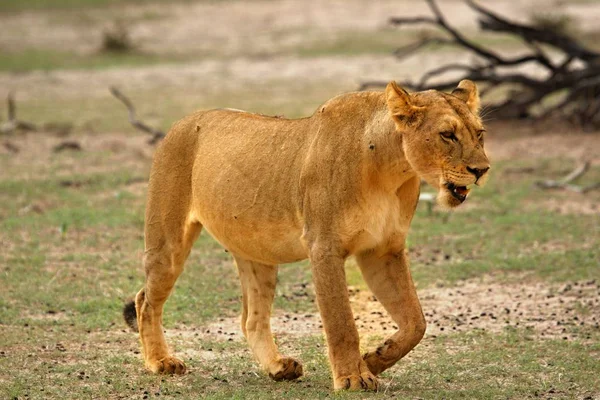 Левиця Panthera Leo Йде Прямо Камеру Пустелі Калахарі Шукає Свою — стокове фото