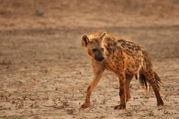 寂寞斑点鬣狗 Crocuta Crocuta 笑鬣狗 看了一眼 穿过卡拉哈里干枯的沙漠 走在沙滩上 穿过干涸的河槽 打猎前休息一下 正对着摄像机 — 图库照片