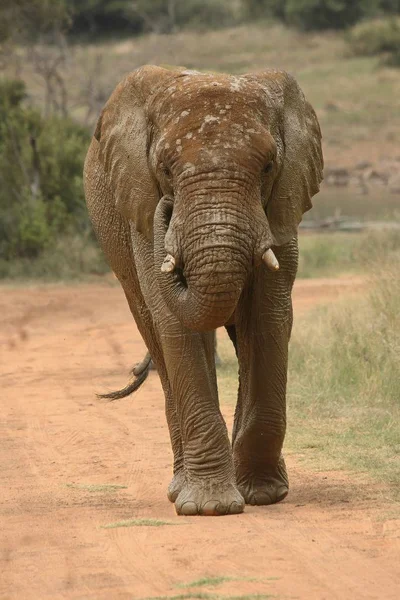 Elefante Joven Loxodonta Africana Parque Nacional Pilanesberg Reserva Caza Que — Foto de Stock